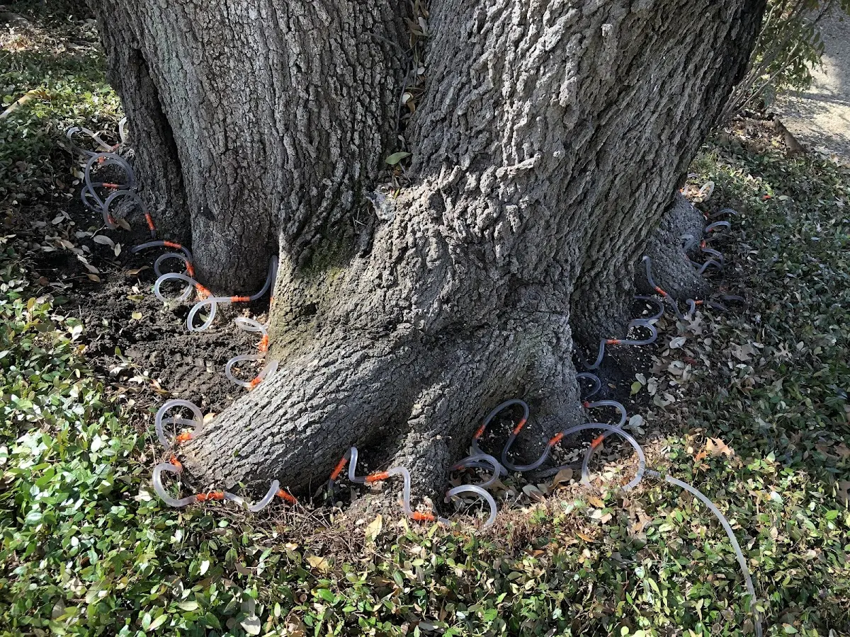 Detailed Tree Cabling and Bracing job site in Lititz